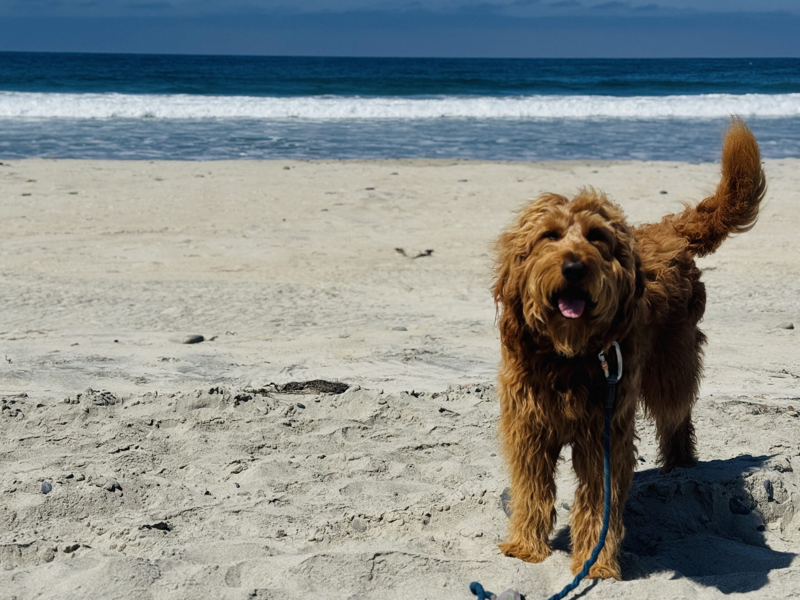 Kodiak on the beach in Cardiff, CA