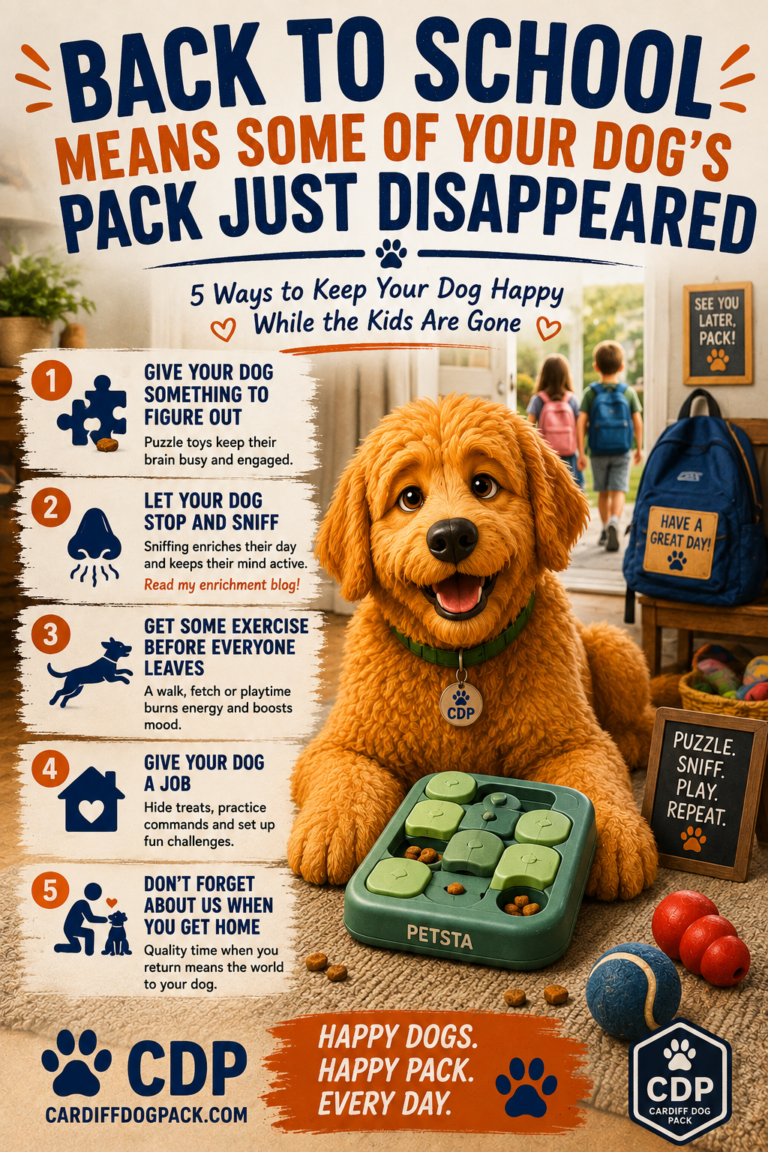 Kodiak shares five ways to keep dogs happy and occupied when kids go back to school.